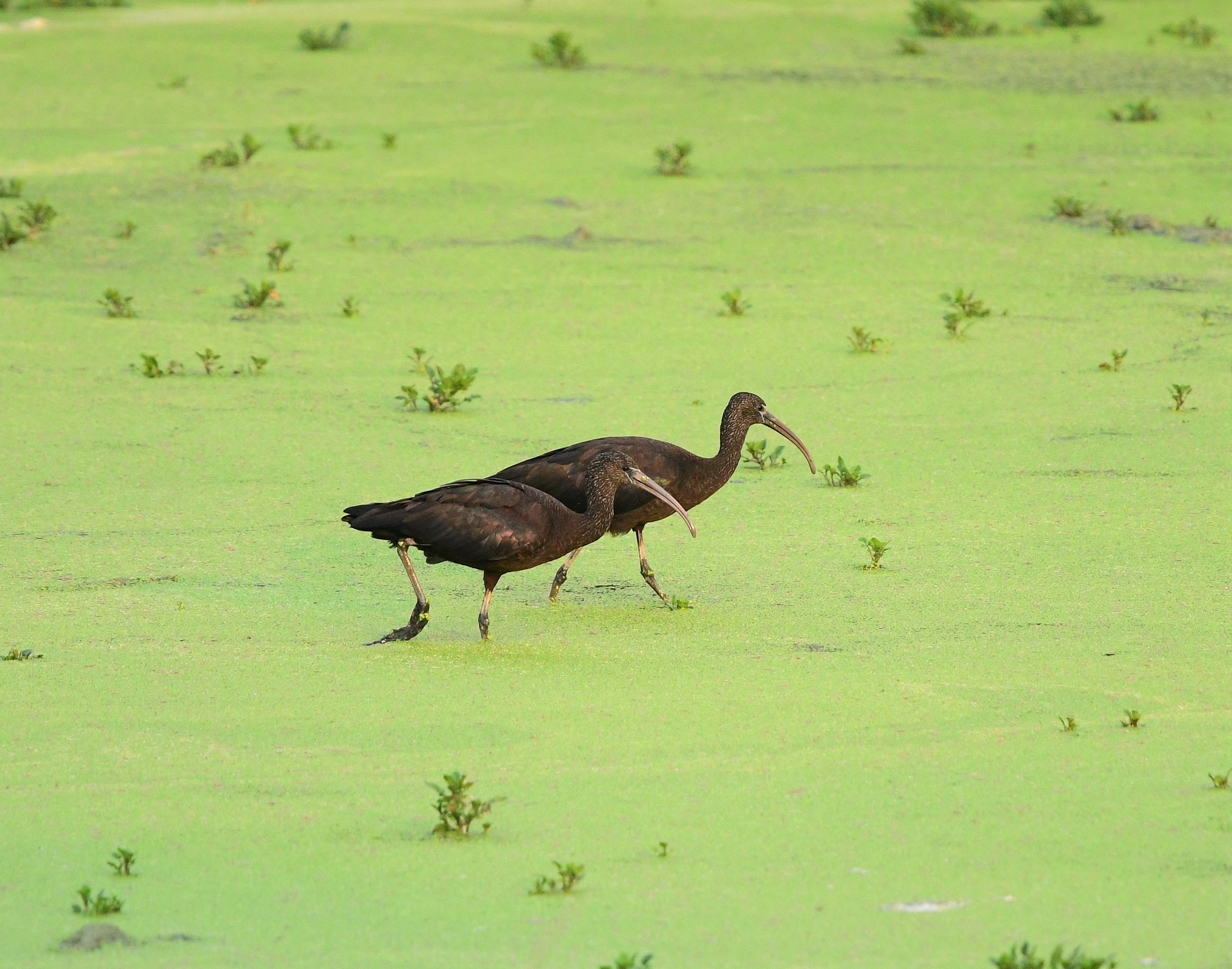 Glossy ibis by LI Siulan