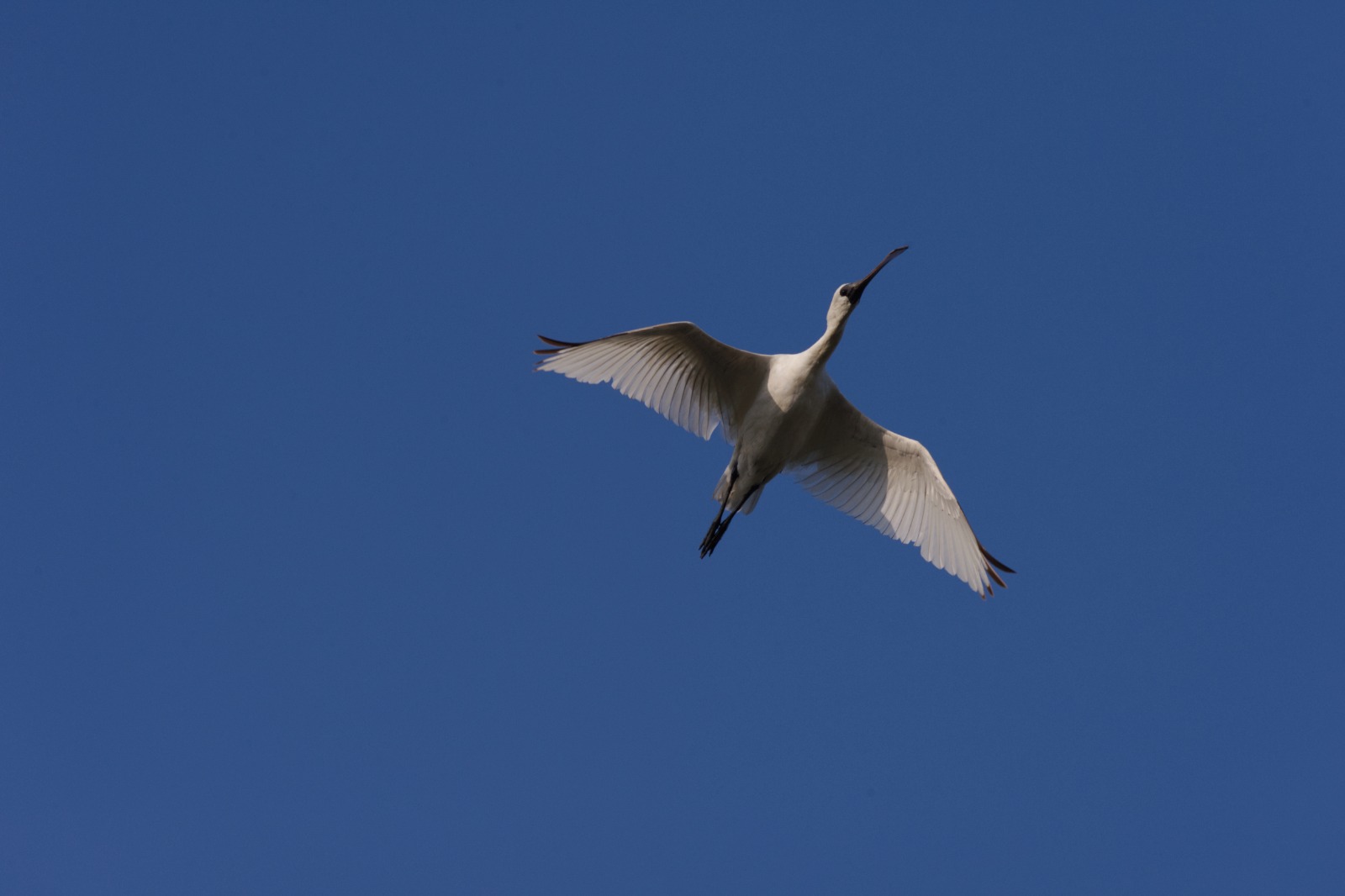 Black-faced Spoonbill population hits record high  Number in HK continues to decline   Protection of Deep Bay in urgent need