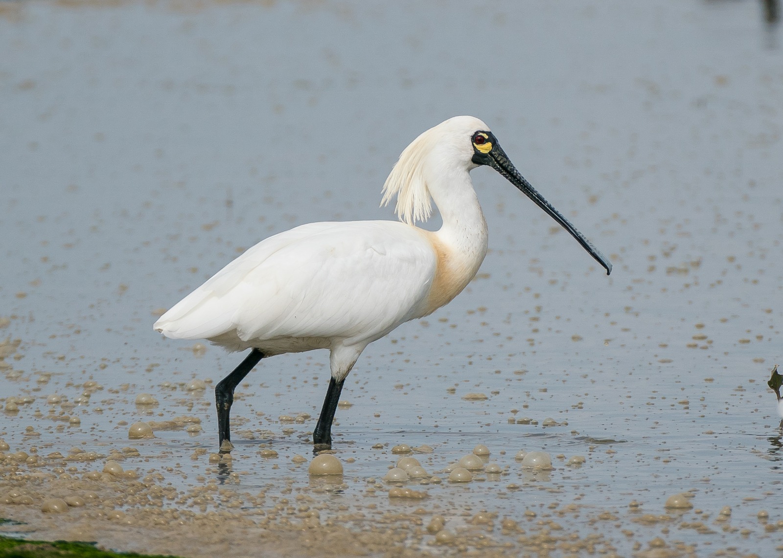 International Black-faced Spoonbill Census 2019 - Results