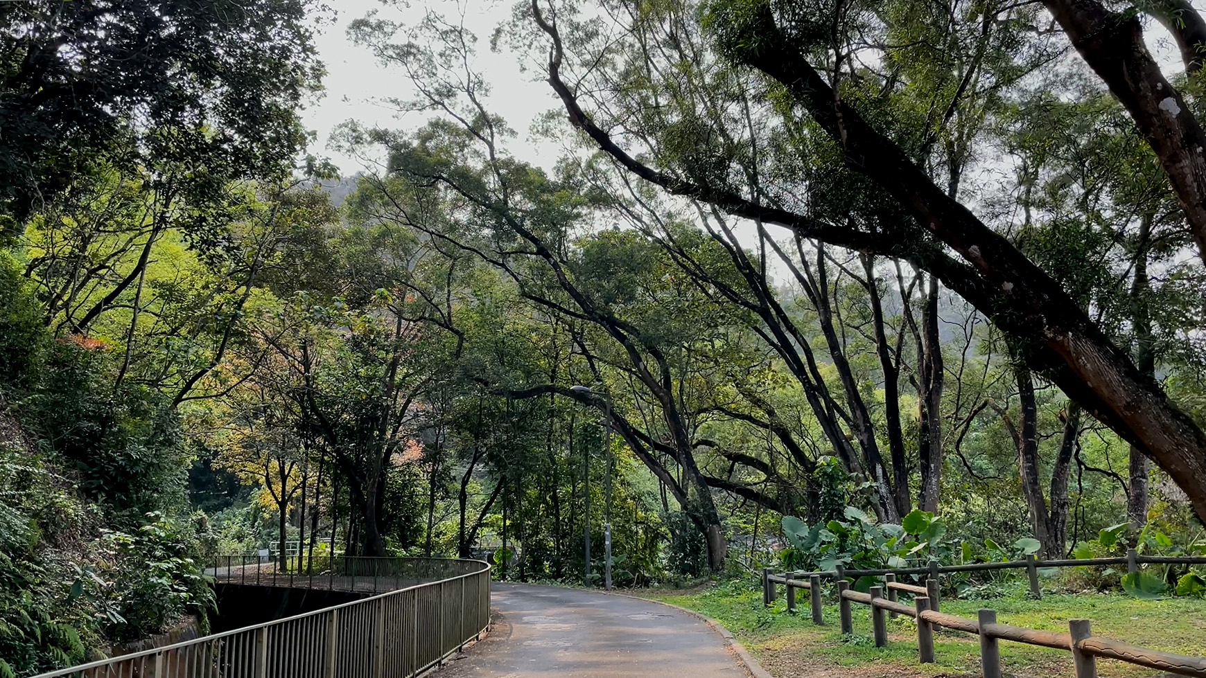 探索樹林生境及鳥類