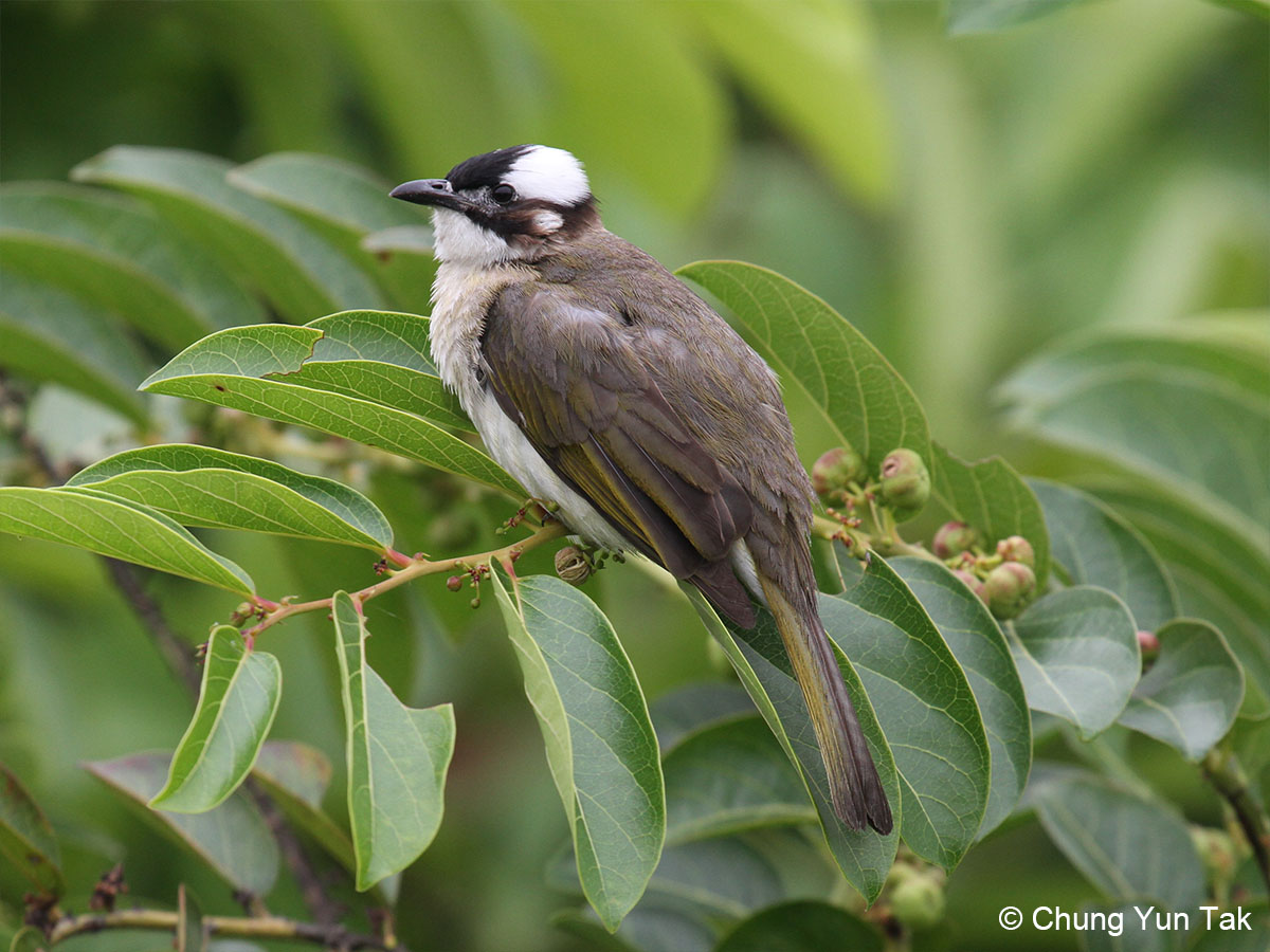 Chinese Bulbul