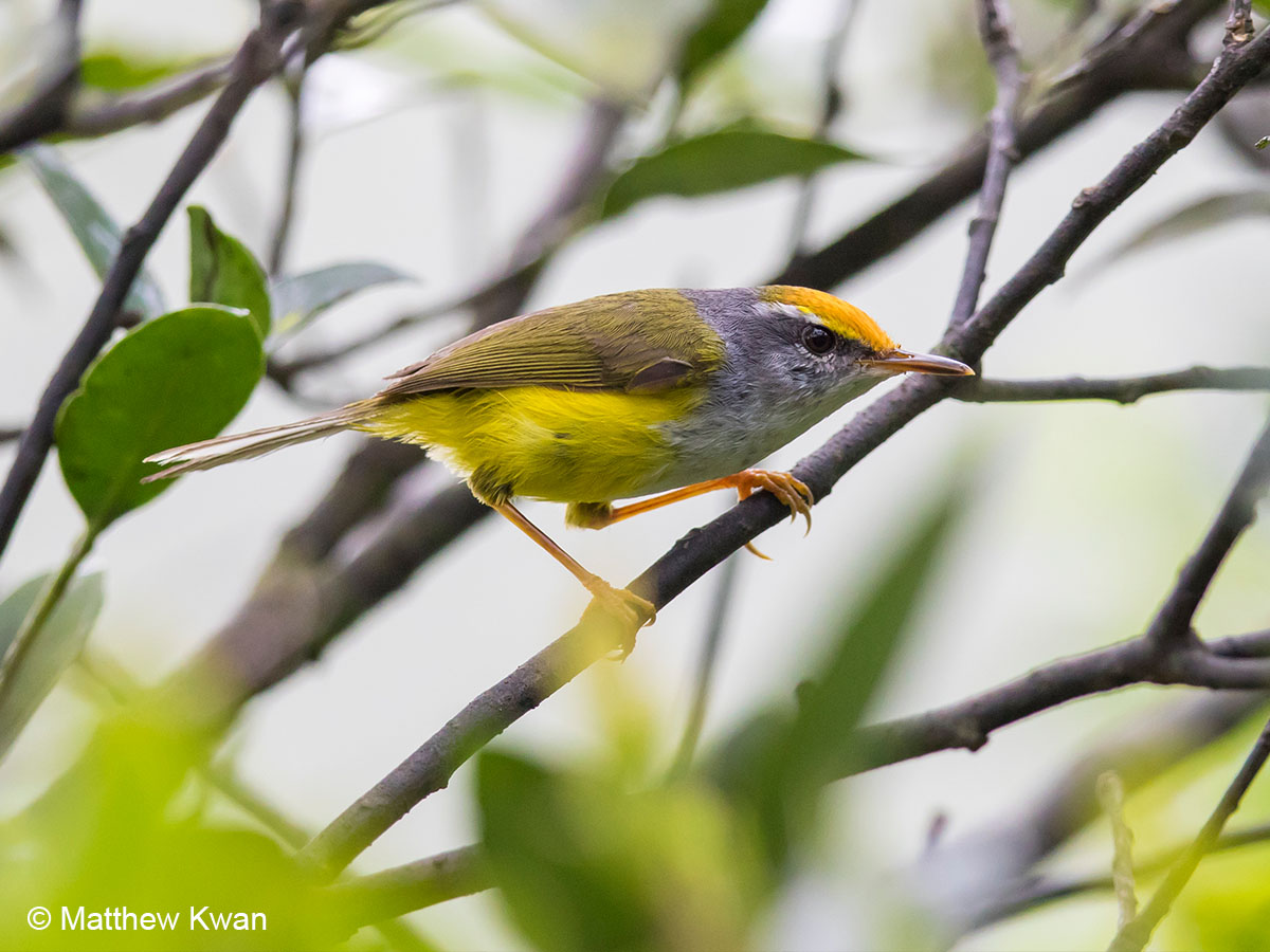 Mountain Tailorbird