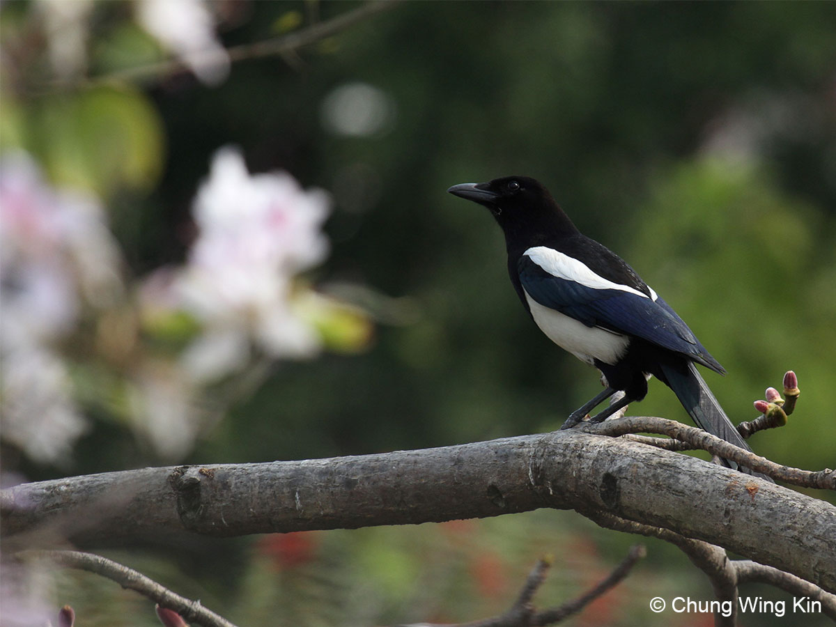 oriental magpie