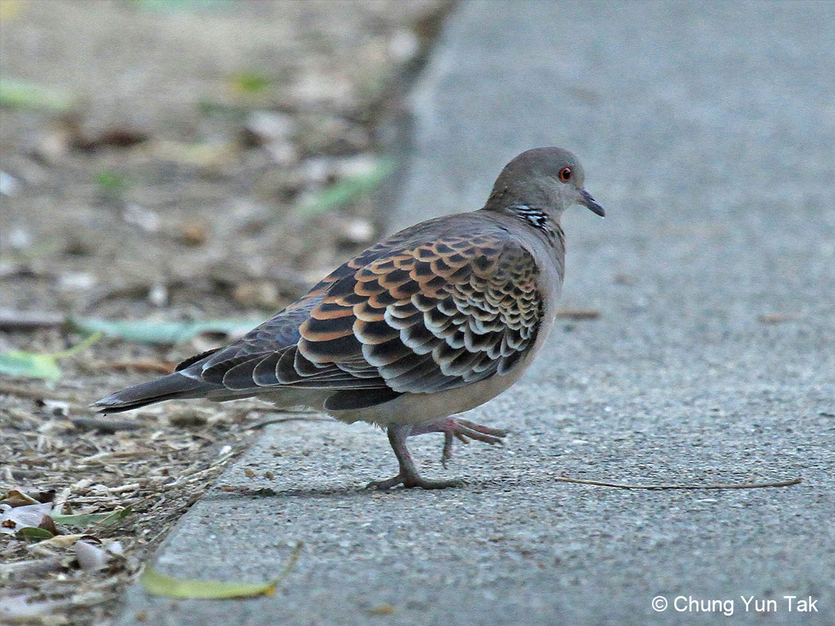 oriental turtle dove