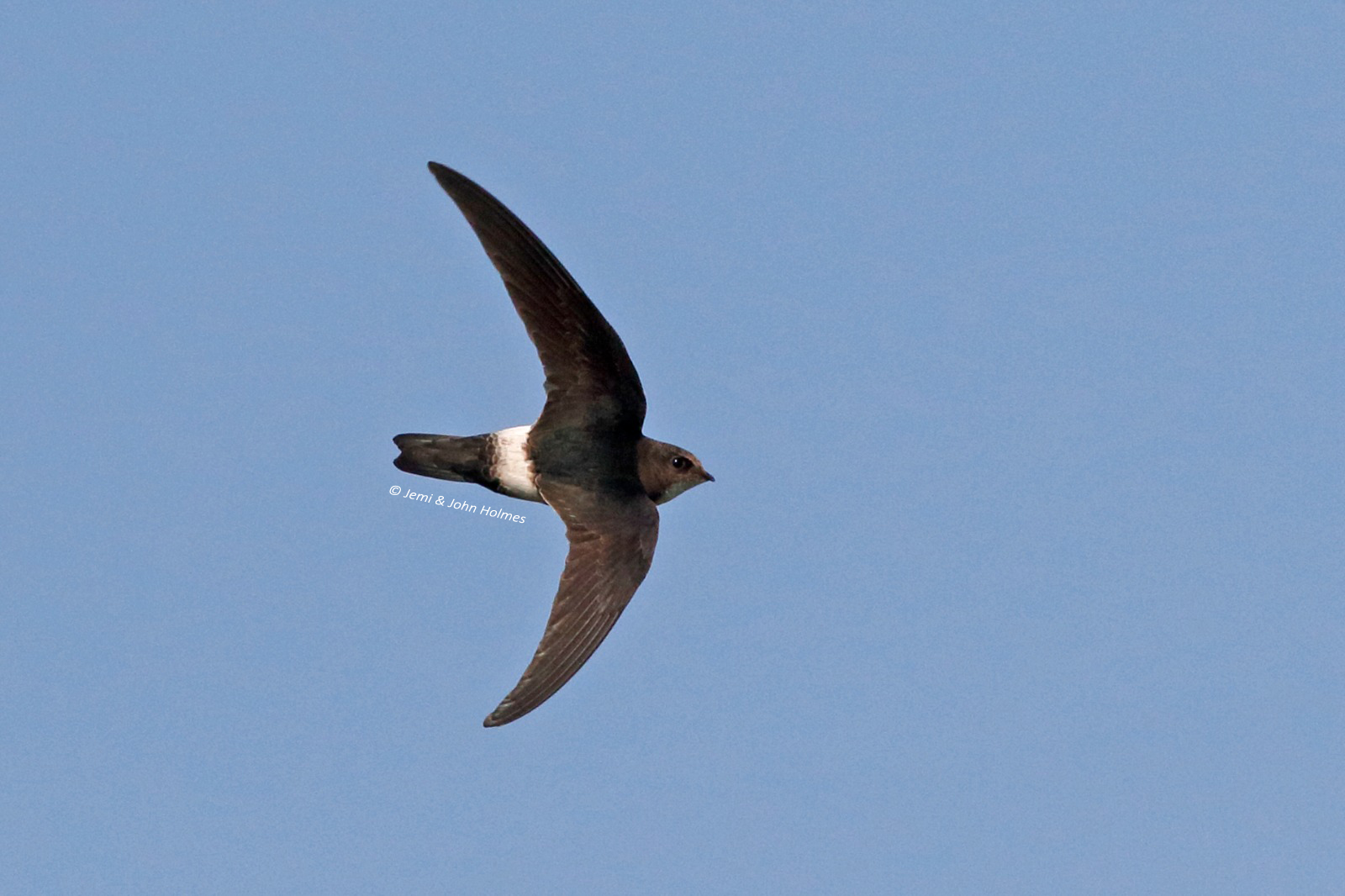 House Swift Jemi John Holmes credited