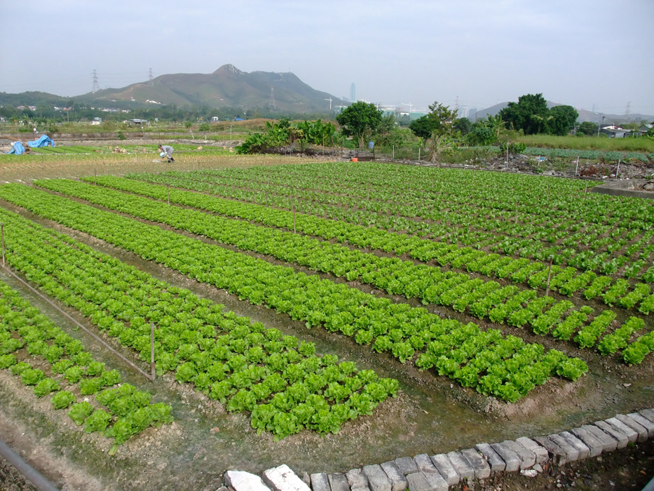 dry farmland