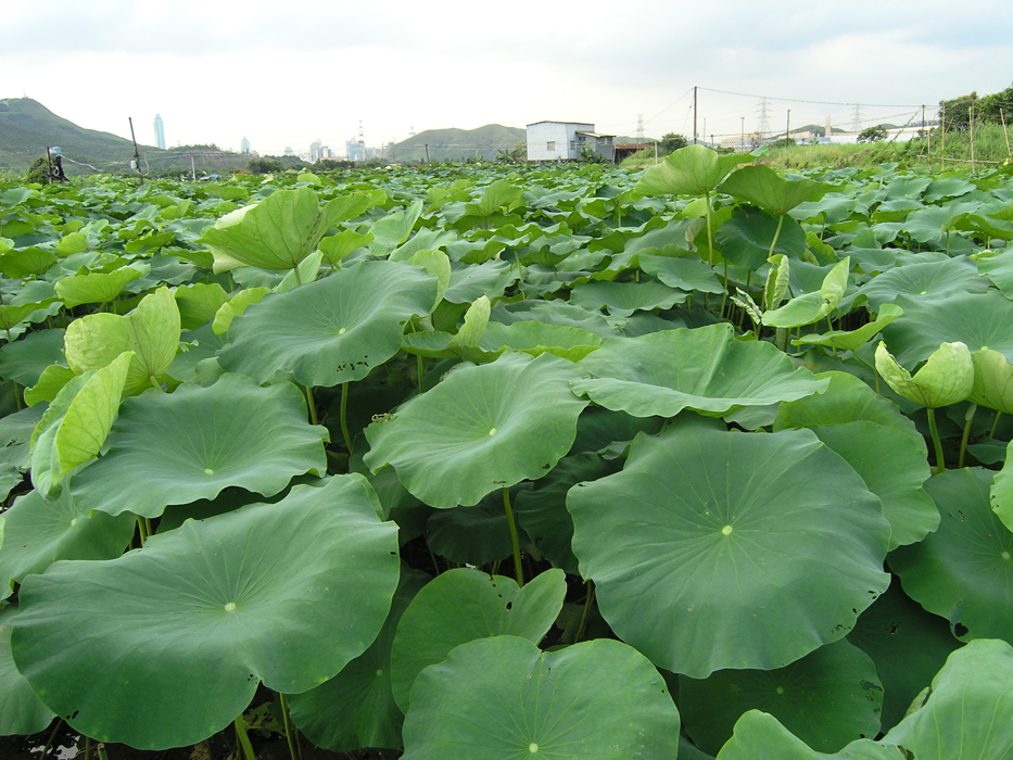 lily pond