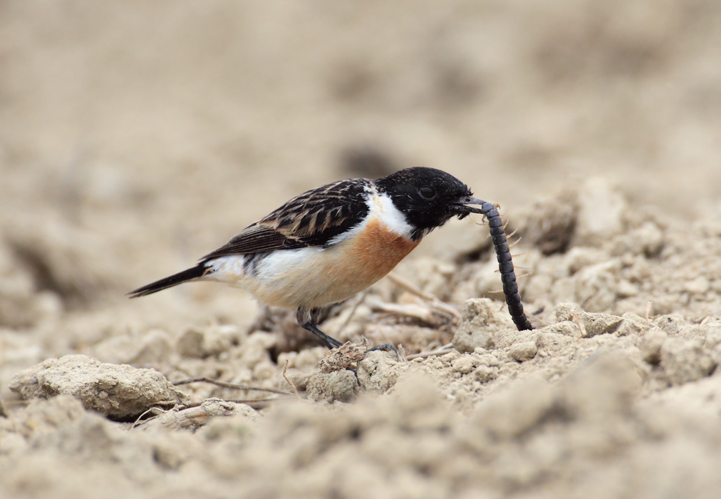 siberian stonechat lok