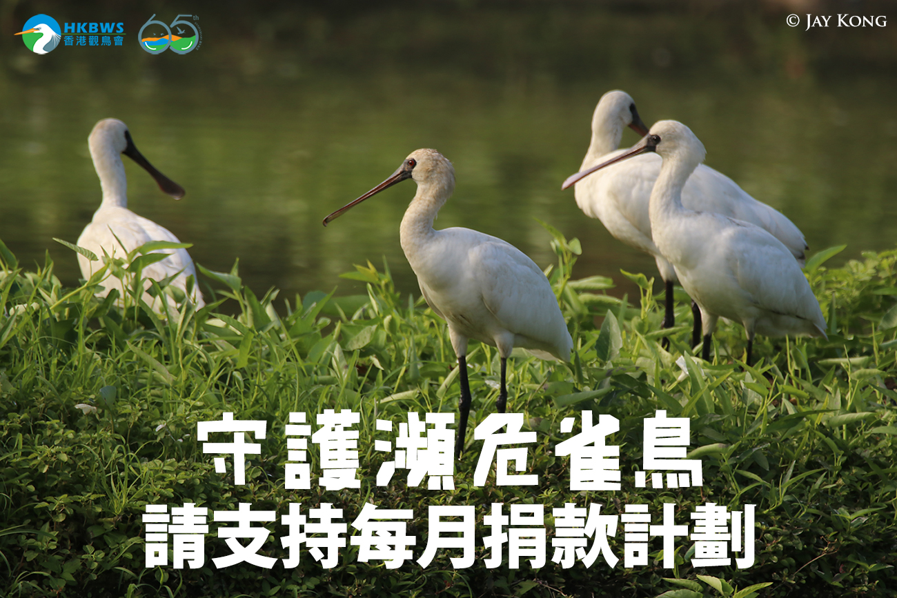 香港觀鳥會每月捐款計劃