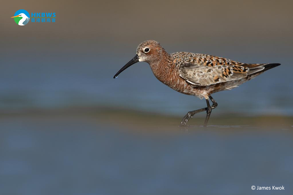 20200509 curlew sandpiper2