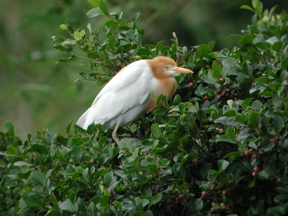 cattle egret hfcheung