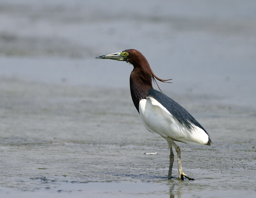 chinese pond heron Marcus Ho