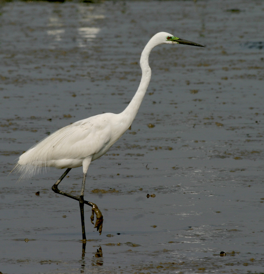 great egret hfcheung