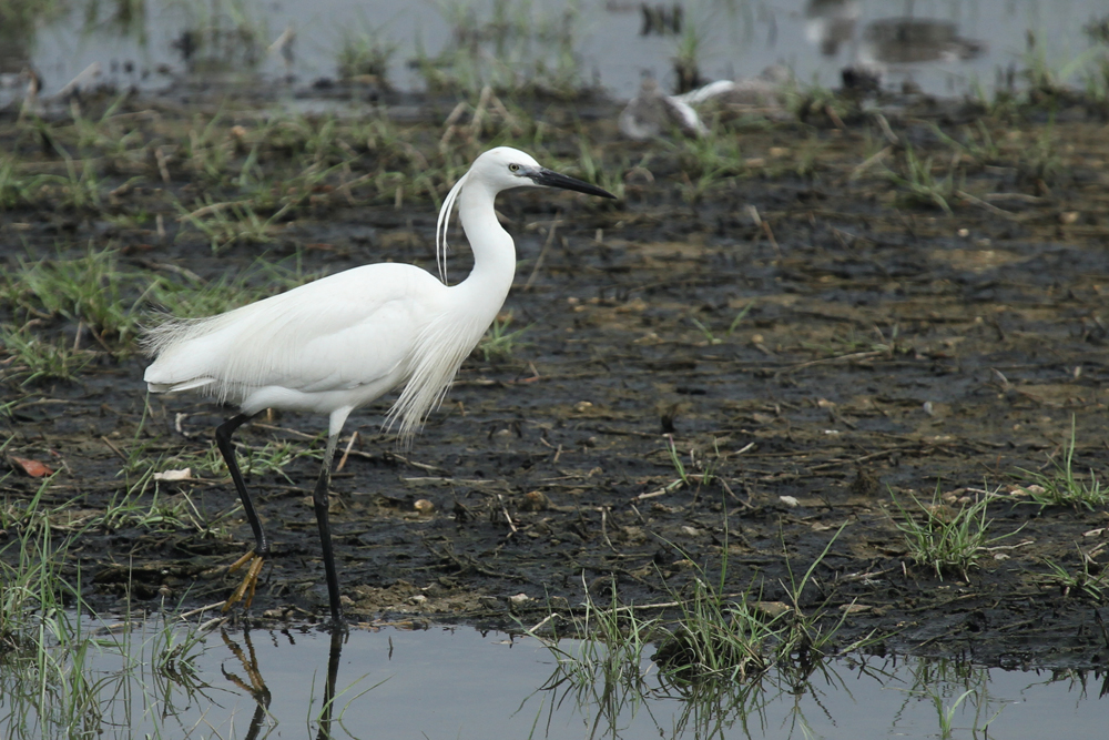 little egret cyuntak