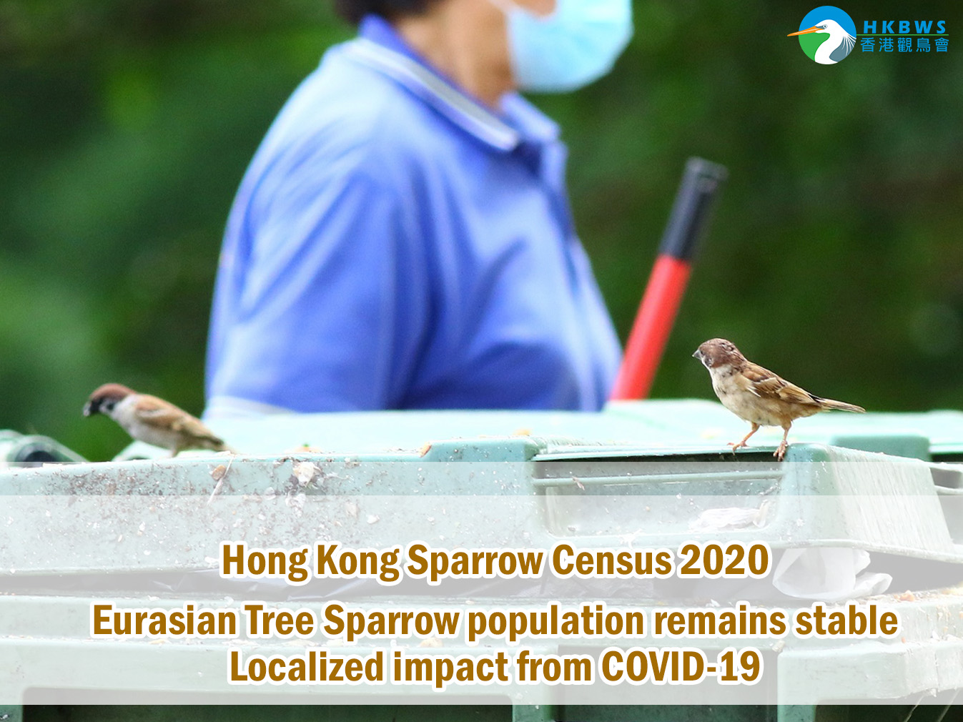 Sparrow Census 2020 - Eurasian Tree Sparrow population remains stable Localized impact from COVID-19