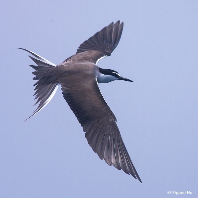 tern002