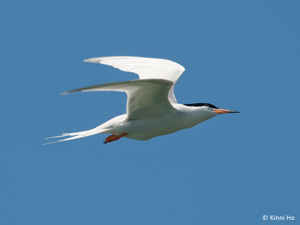 tern007