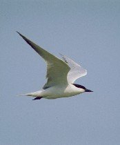 tern013