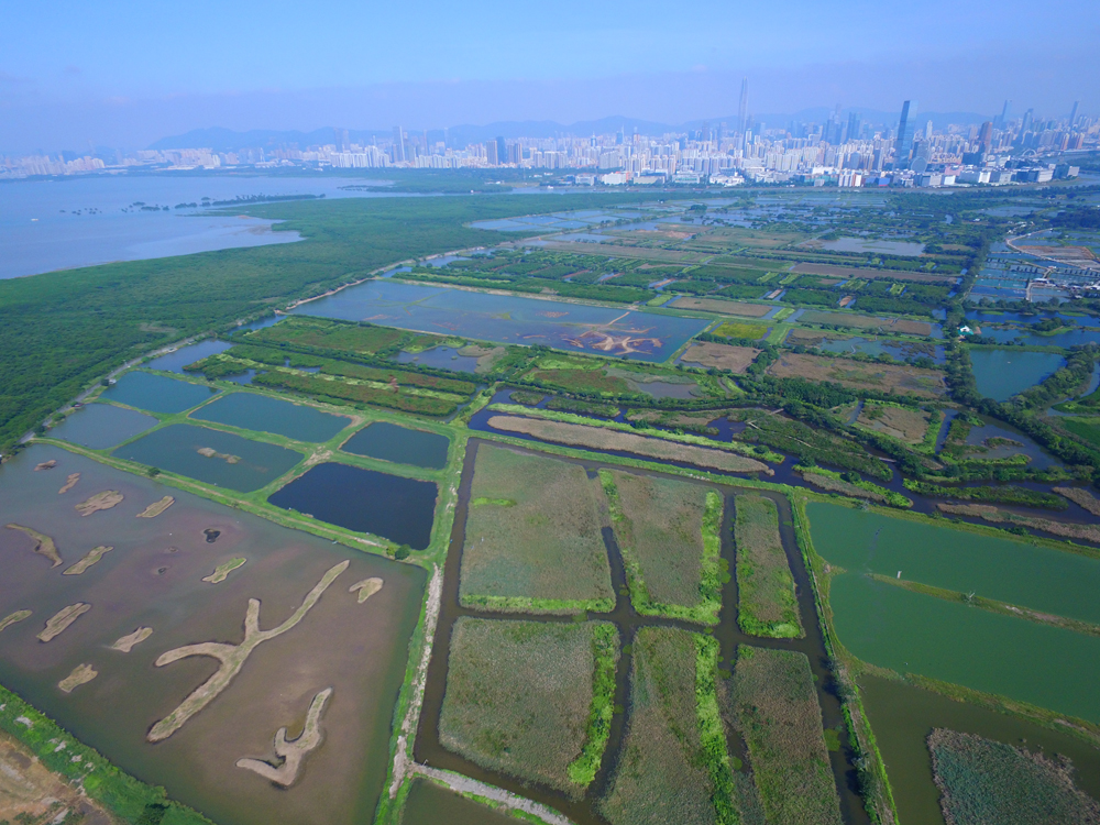 后海灣濕地