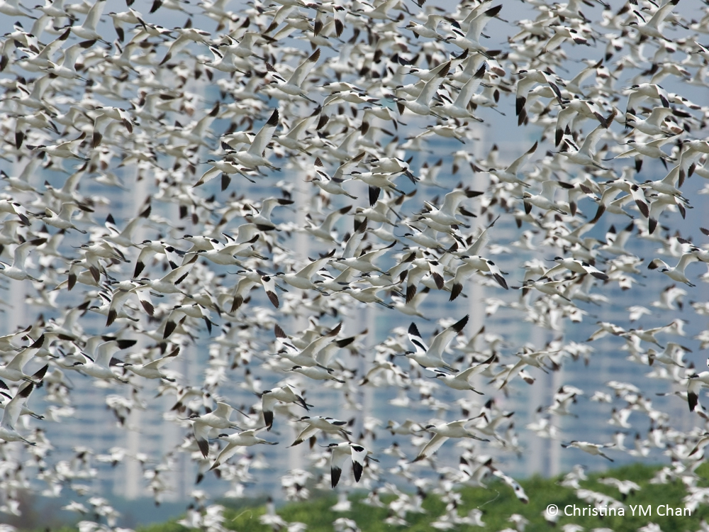 waterbirdcount006