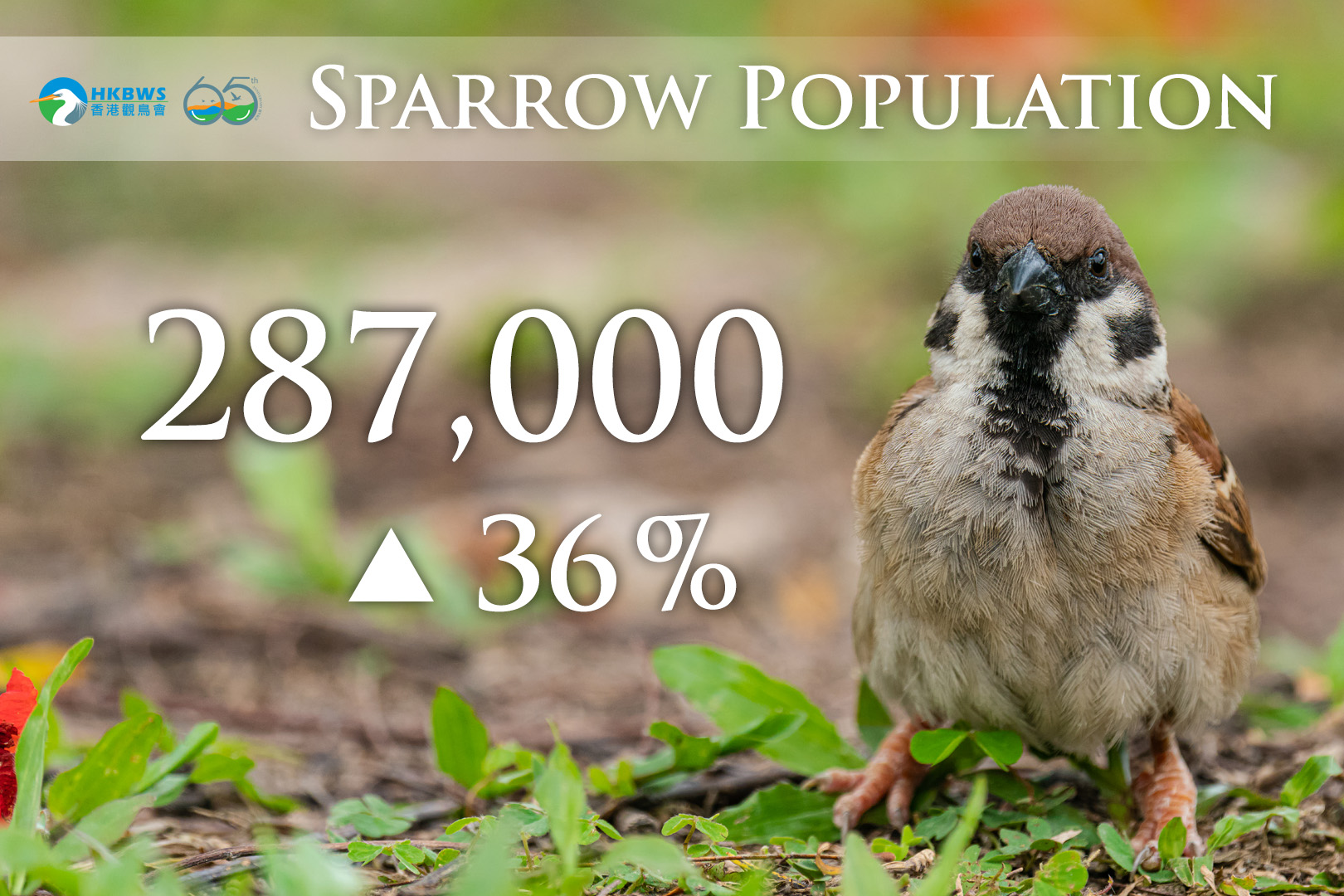 Hong Kong Sparrow Census 2022: Eurasian Tree Sparrow population rebounds