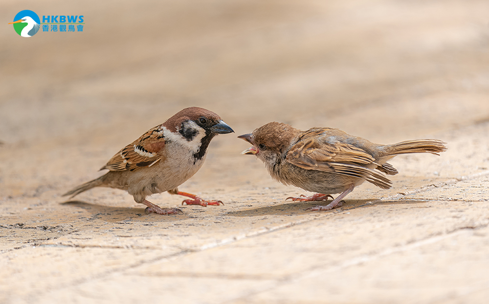 Sparrow Census for Web 2