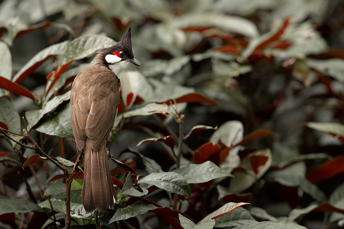 From flat screen to nature via birding: HKU Ecologist and the Hong Kong Bird Watching Society Jointly developed a Mobile App