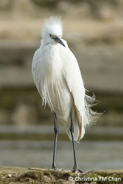 egret 20200213c