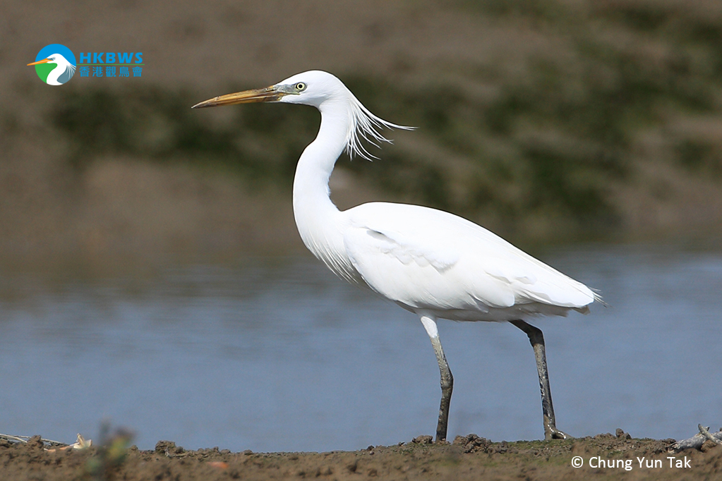 標誌上的黃嘴白鷺 Hong Kong Bird Watching Society 標誌上的黃嘴白鷺 Hong Kong Bird Watching Society