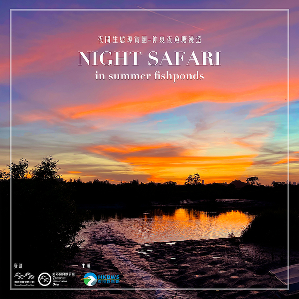 NightSafari promotion2022 2000x2000s