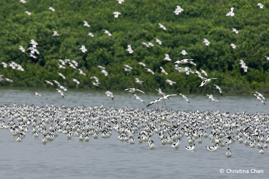 avocet2