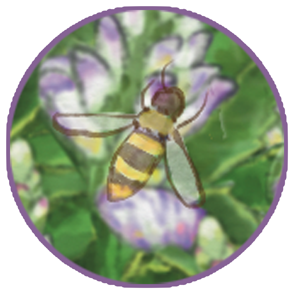 MangroveHoney bee