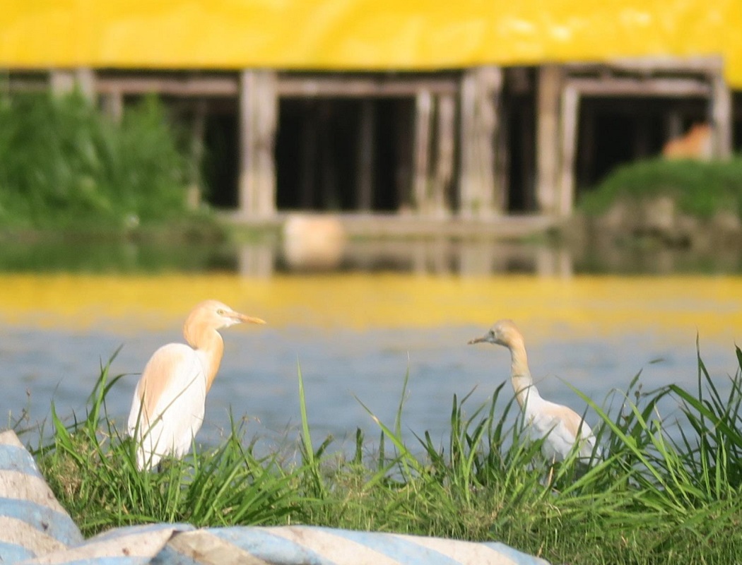 Eastern Cattle Egret