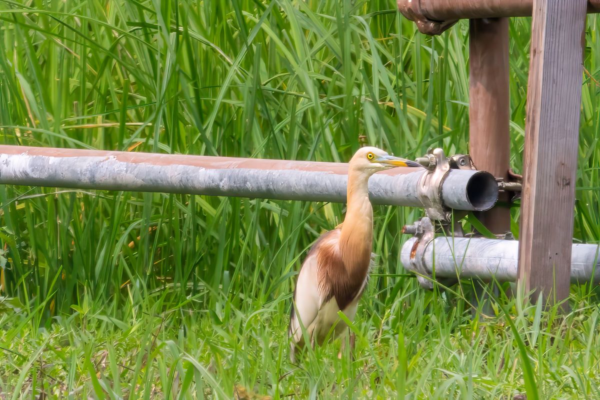 爪哇池鷺登陸水口！ | Javan Pond Heron has landed at Shui Hau!
