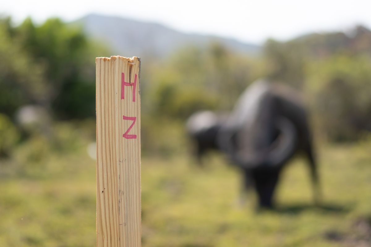 Land Survey’s Marked Wooden Poles