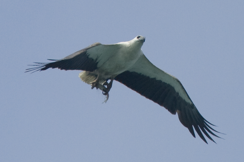 by Christina Y.M. Chan